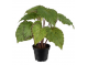 Rexbegonia 30cm, Green