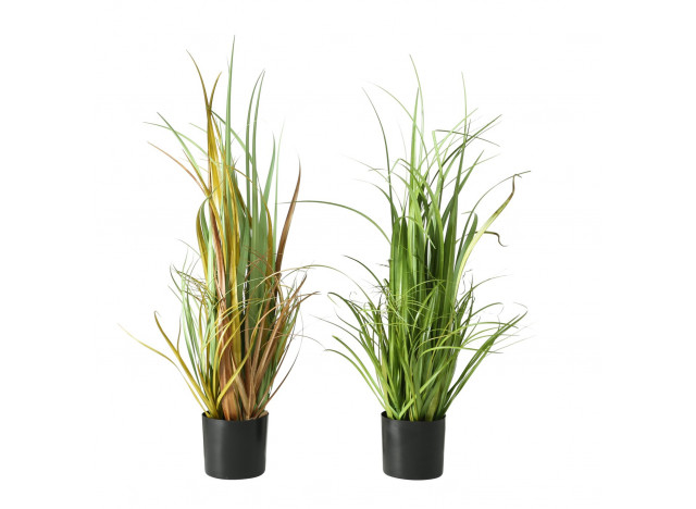 Plante i potte Grass 2ass H80cm
