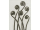 Plakat 30x40cm Adiantum pedatum