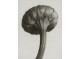 Poster 30x40cm Chrysanthemum