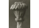 Poster 30x40cm Papaver orientale