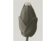 Poster 50x70cm Cosmos bipinnatus