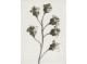 Poster 50x70cm Ribes nigrum