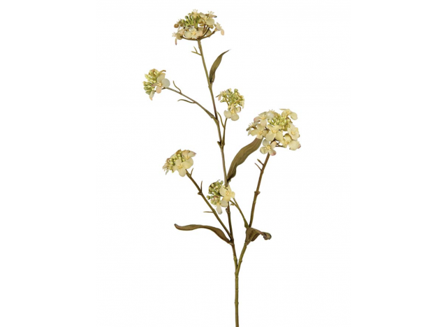 Iberis 60cm Light Green