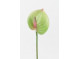 Anthuriums 29 cm, lime