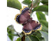 Magnet Butterfly Mourning Cloak