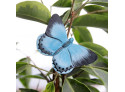 Magnet Sommerfugl Toast blå vinge