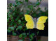 Magnet Butterfly Lemon butterfly