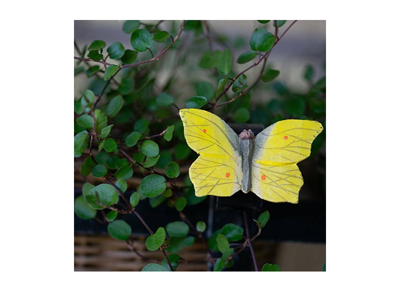 Magnet Butterfly Lemon butterfly