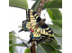 Magnet Macaon Butterfly