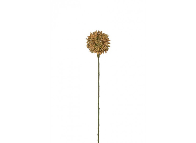 Allium 45 cm. gul