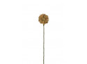 Allium 45 cm - yellow-brown