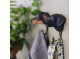 Dyreknage Hund Labrador Retriever