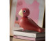 Songbird Flora 2024