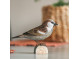 Dekobird House Sparrow
