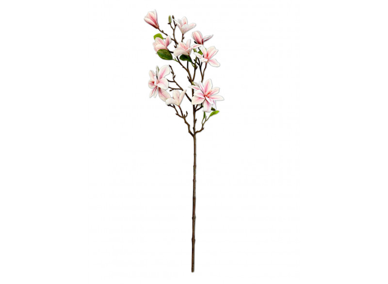 Magnolia gren stor 75 cm