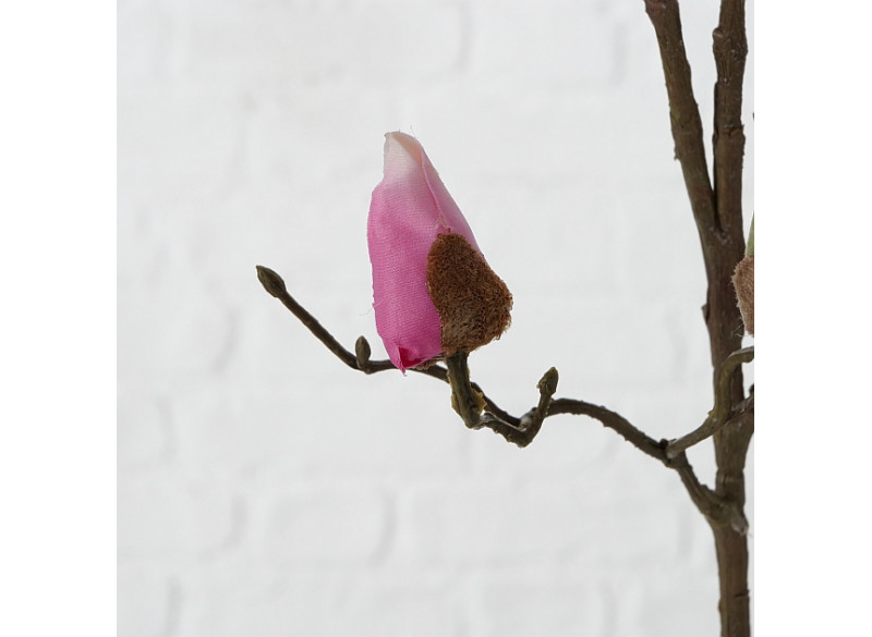 Magnolia Elvina Rosa H89cm