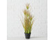 Grass plant H60cm Onion