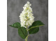 Hortensia Hvid 98cm