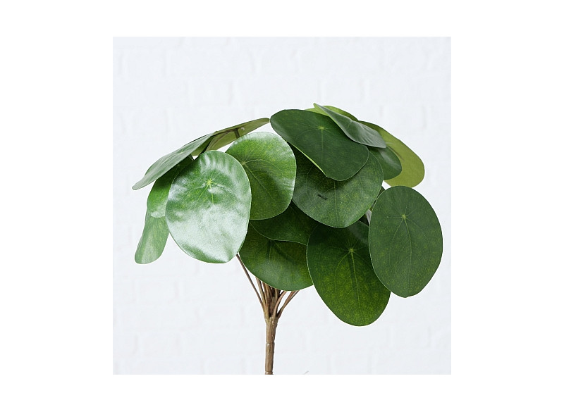 Pilea plante H25cm