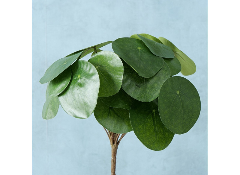 Pilea plante H25cm