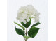 Hortensia Hvid 84cm