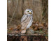 DecoBird Little Owl