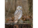 DecoBird Little Owl