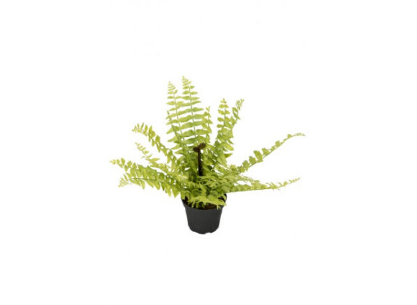 Bregne 30cm