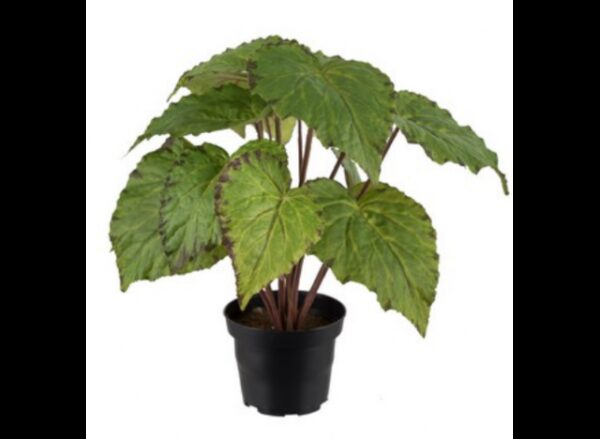 Rexbegonia 30cm, Grøn