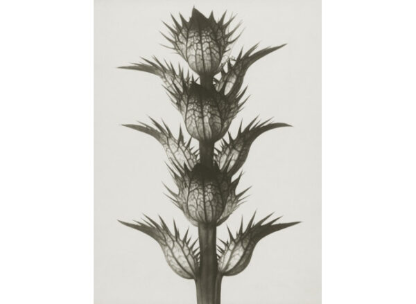 Plakat 30x40cm Acanthus mollis