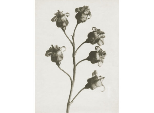 Plakat 30x40cm Ribes nigrum