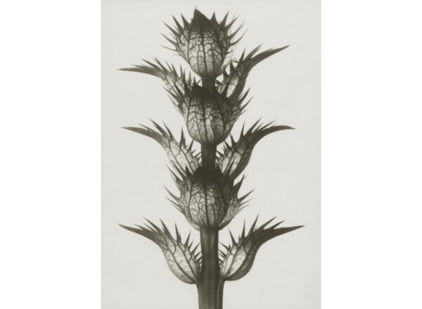 Plakat 50x70cm Acanthus mollis