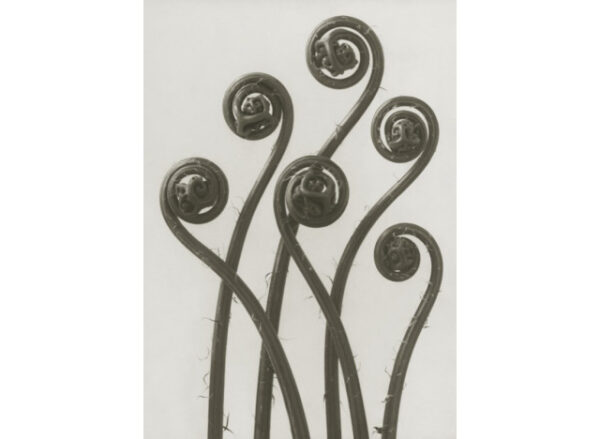 Plakat 50x70cm Adiantum pedatum