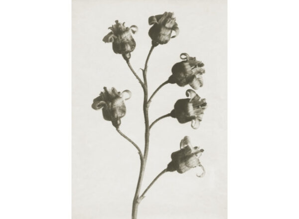 Plakat 50x70cm Ribes nigrum