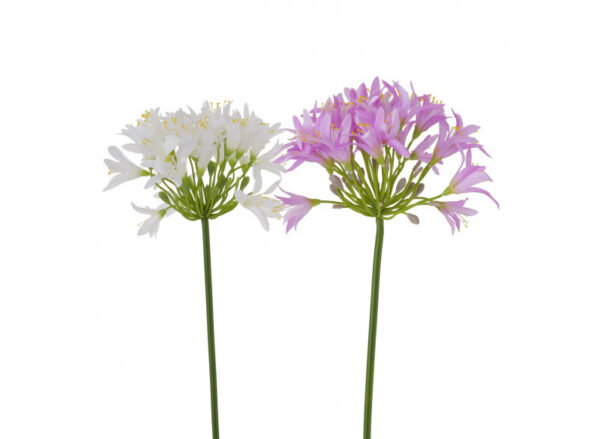 Skærmlilje Lilla-Hvid 80cm - Image 4