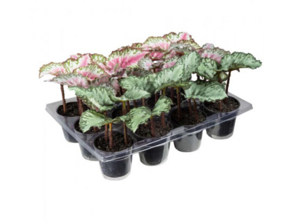 Rexbegonia 13cm mix