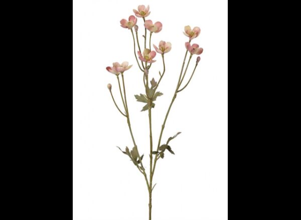 Smørblomst 60cm Lila