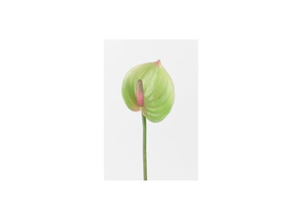 Anthurium 29cm, lime