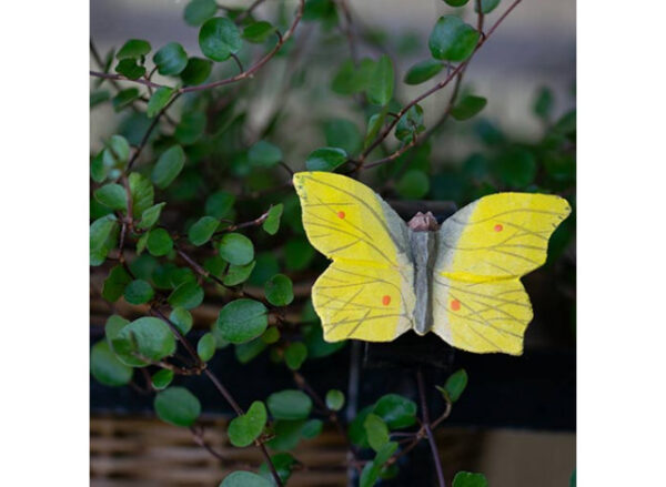 Magnet Citronsommerfugl