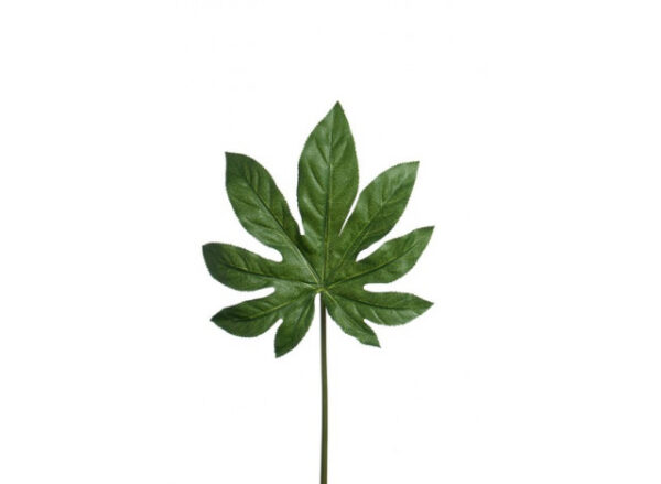 Aralea blad 70 cm.