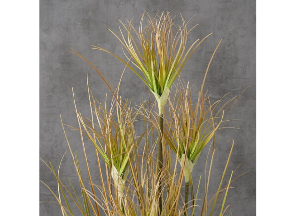 Græs H60cm Onion - Image 2