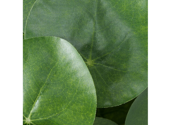 Pilea plante H25cm - Image 2