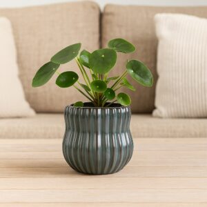 Krukke Eat Grøn 13x13cm