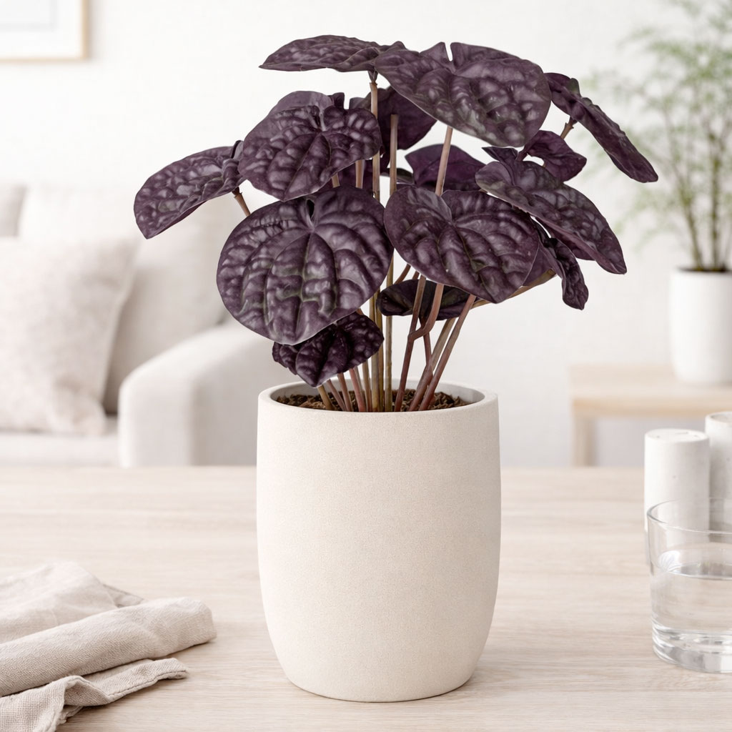 Peperomia kunstig plante 20 cm i vinrød i lys nordisk indretning