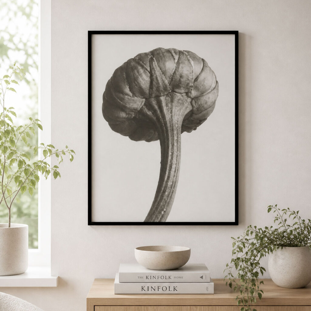 Karl Blossfeldt plakat 50x70 Chrysanthemum botanisk sort hvid plakat