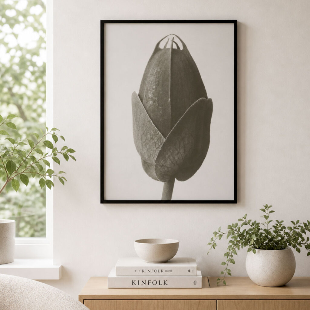 Karl Blossfeldt plakat 50x70 Cosmos Bipinnatus botanisk sort hvid plakat