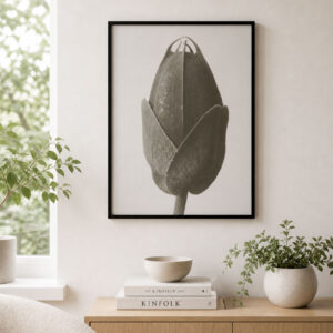 Karl Blossfeldt plakat 50x70 Cosmos Bipinnatus botanisk sort hvid plakat
