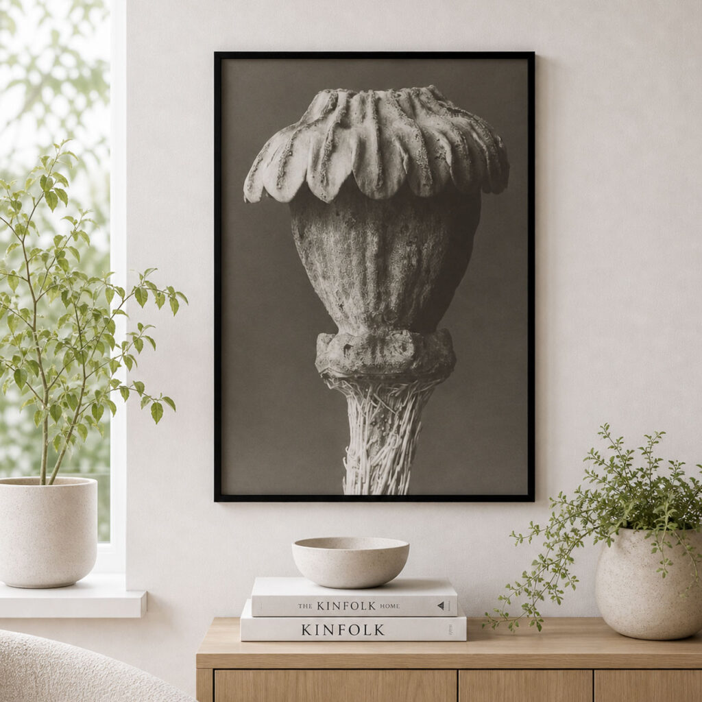 Karl Blossfeldt plakat 50x70 Papaver Orientale botanisk sort hvid plakat