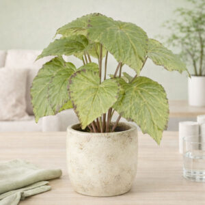Rexbegonia 30cm, Grøn